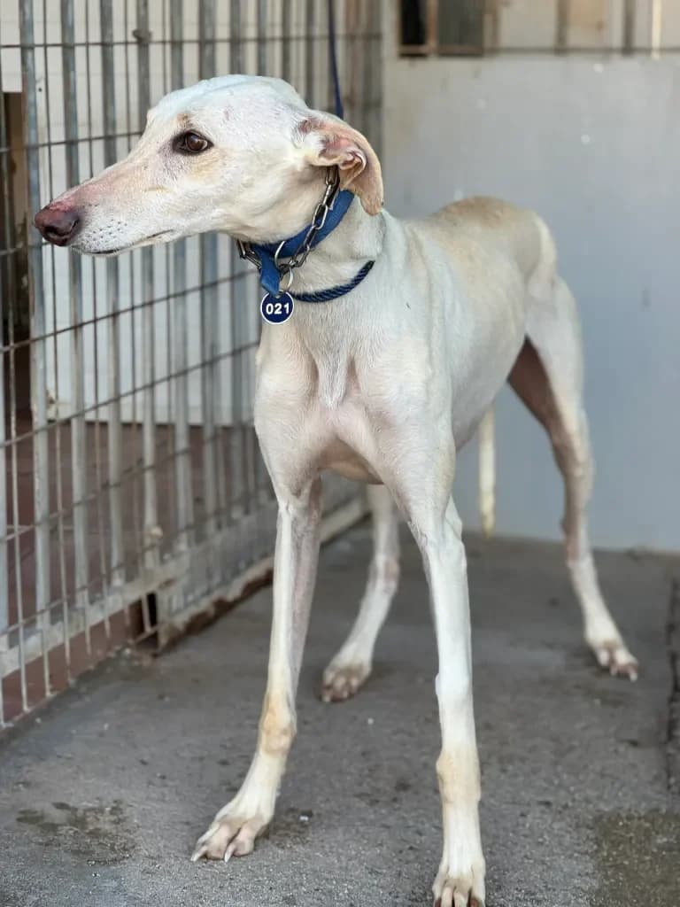 PALOMO, female Mixed Breed for adoption at Les Lévriers de Fébus, les levriers de febus