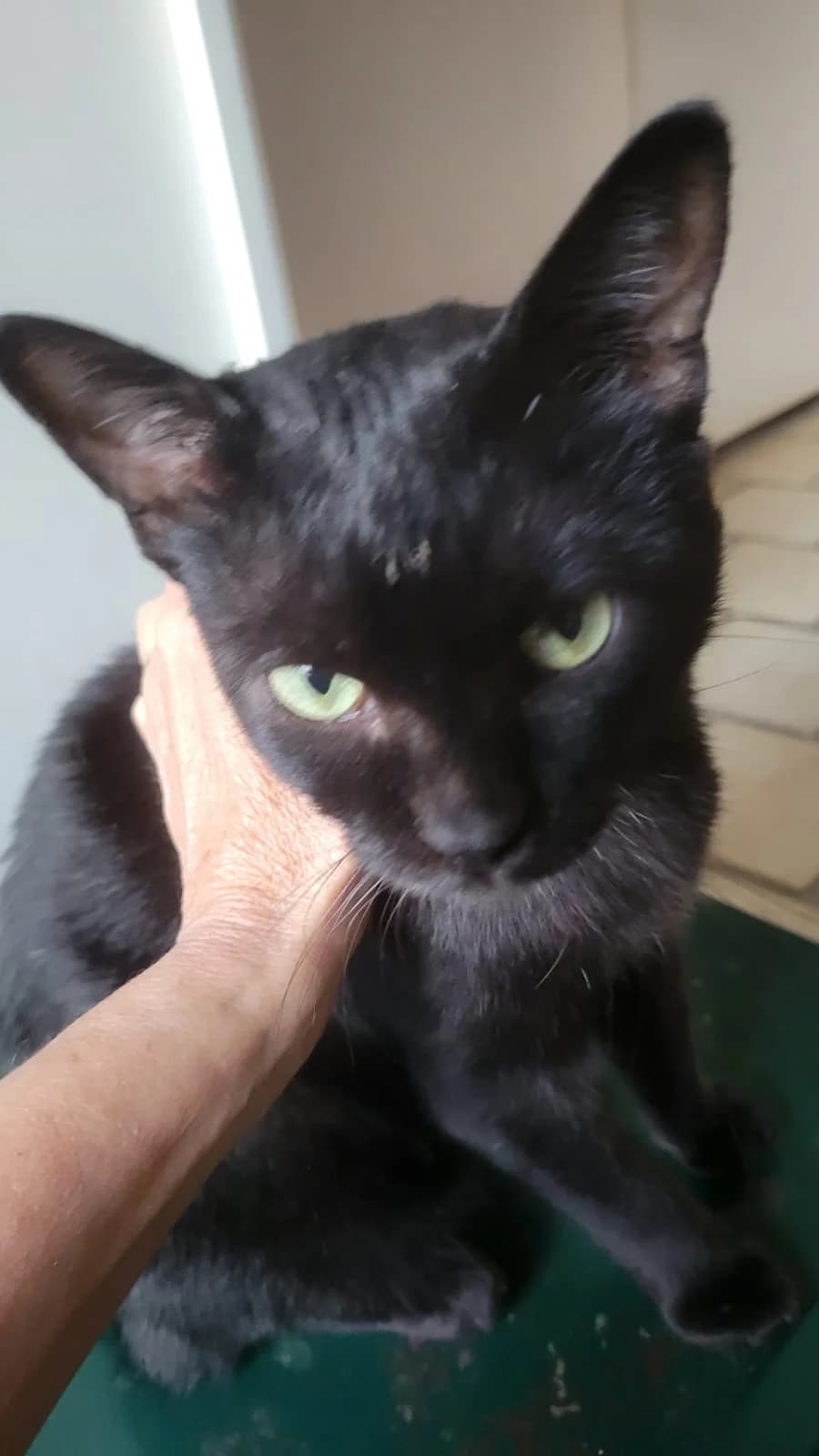 Blacky, male Mixed Breed for adoption at Les Minous Oubliés, les minous oublies