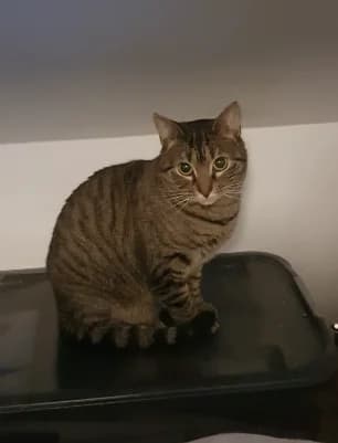 Calin, male Mixed Breed for adoption at Les Minous Oubliés, les minous oublies