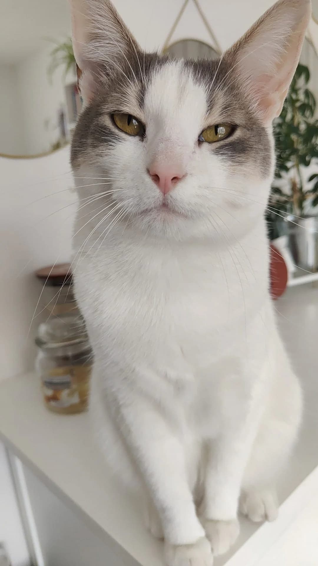 Cardie, female Mixed Breed for adoption at Les Minous Oubliés, les minous oublies