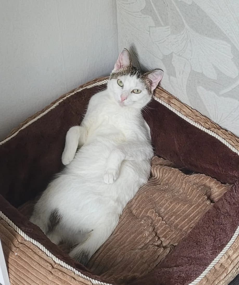 Fuyu, male young Mixed Breed for adoption at Les Minous Oubliés, les minous oublies