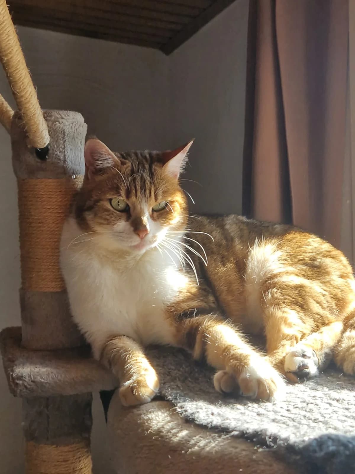 Jaimie, female 5yo Mixed Breed for adoption at Les Minous Oubliés, les minous oublies