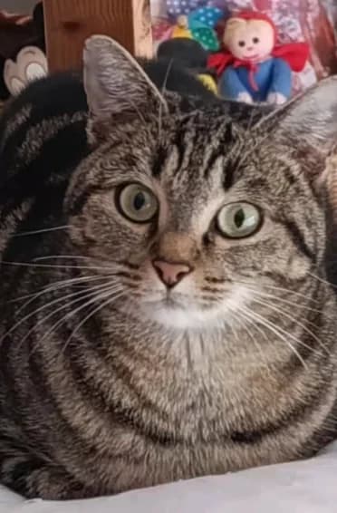 Lily, female 3yo Mixed Breed for adoption at Les Minous Oubliés, les minous oublies