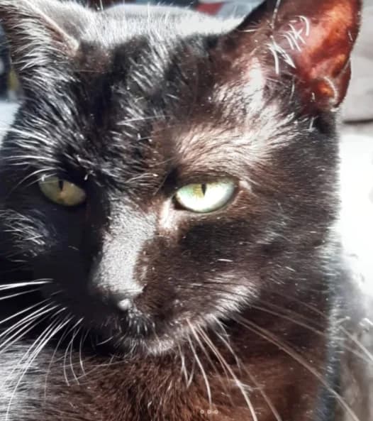 Mimine, female senior Mixed Breed for adoption at Les Minous Oubliés, les minous oublies