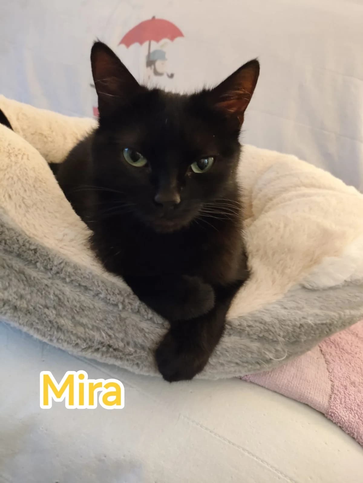 Mira, female young Mixed Breed for adoption at Les Minous Oubliés, les minous oublies
