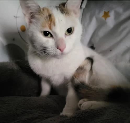 Misty, female young Mixed Breed for adoption at Les Minous Oubliés, les minous oublies