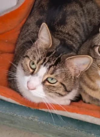 Vermeil, male young Mixed Breed for adoption at Les Minous Oubliés, les minous oublies