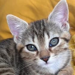 Chococat, male Mixed Breed for adoption at Les Pachas, les pachas