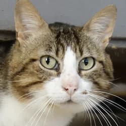 Pantoufle, male Mixed Breed for adoption at Les Pachas, les pachas