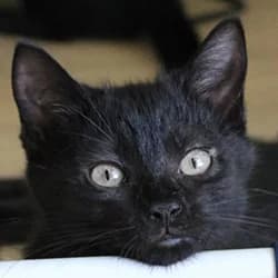Driss, male Mixed Breed for adoption at Les Pachas, les pachas