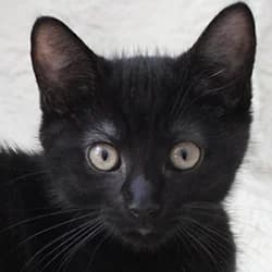 Milo, male Mixed Breed for adoption at Les Pachas, les pachas
