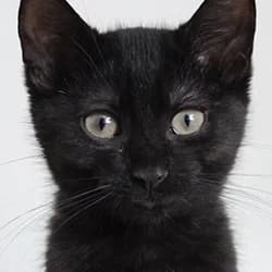 Nakao, male Mixed Breed for adoption at Les Pachas, les pachas