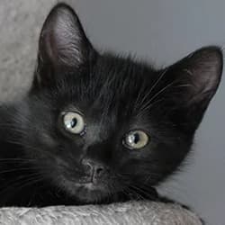Atlas, male Mixed Breed for adoption at Les Pachas, les pachas