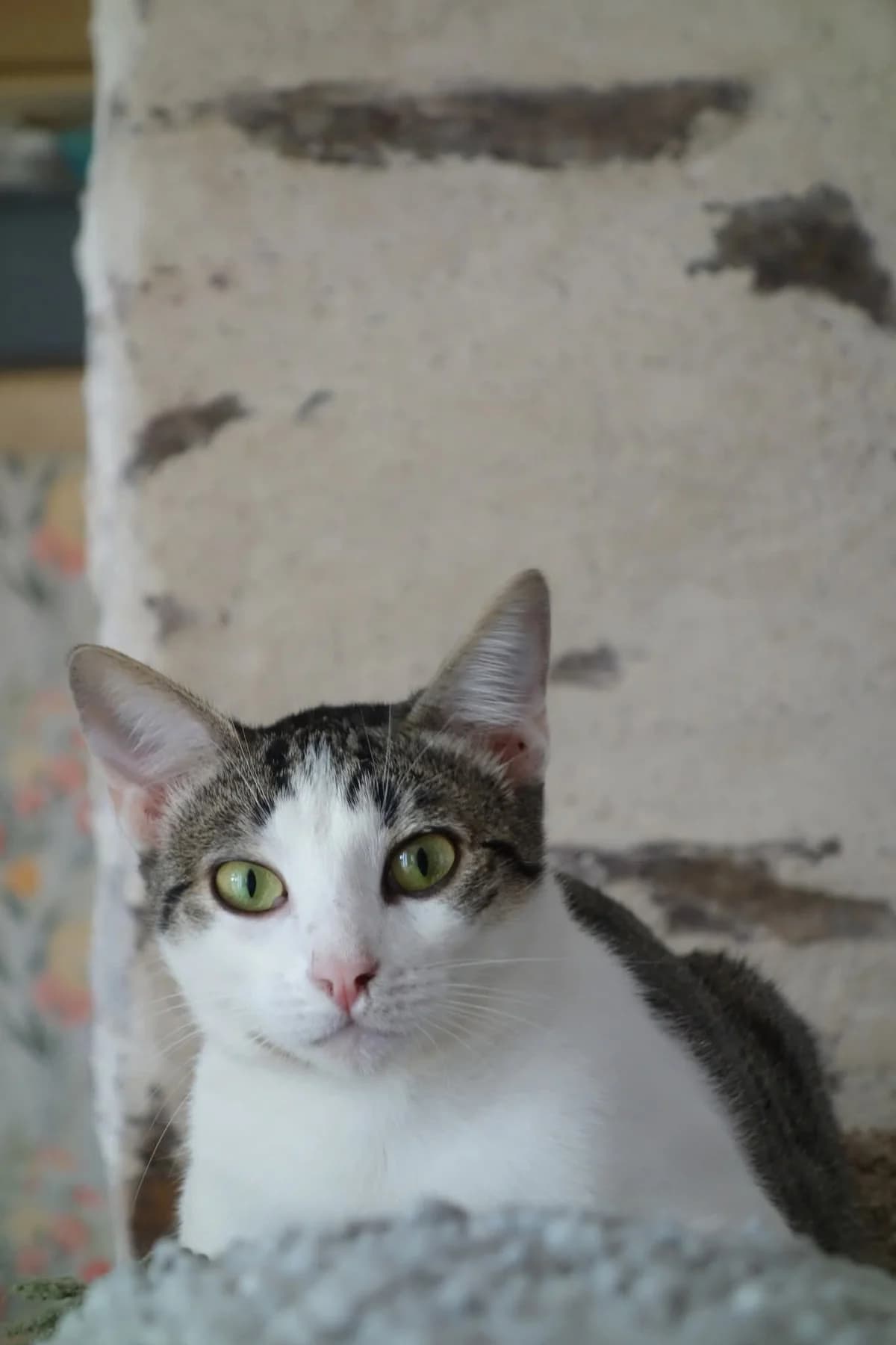Yeola, female Mixed Breed for adoption at Les Pachas, les pachas