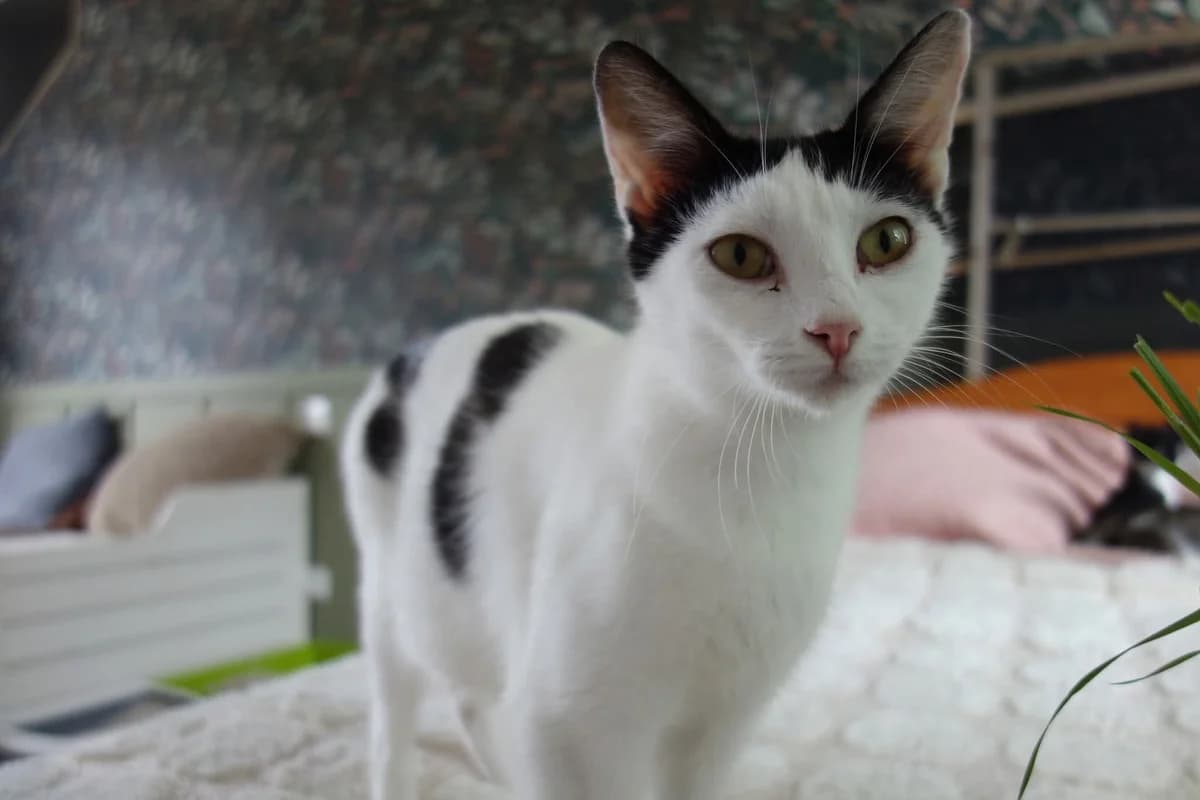 Asika, female Mixed Breed for adoption at Les Pachas, les pachas