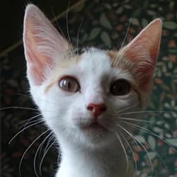 Ponda, female Mixed Breed for adoption at Les Pachas, les pachas