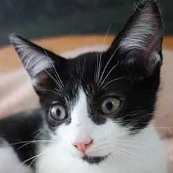 Pakur, male Mixed Breed for adoption at Les Pachas, les pachas