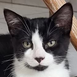 Ozy, male Mixed Breed for adoption at Les Pachas, les pachas