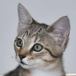 Glinda, female Mixed Breed for adoption at Les Pachas, les pachas