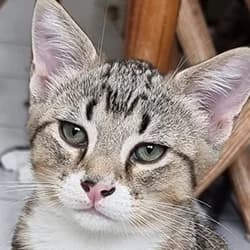 Fiyero, male Mixed Breed for adoption at Les Pachas, les pachas