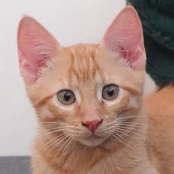 Adso, Mixed Breed (Les Pachas)