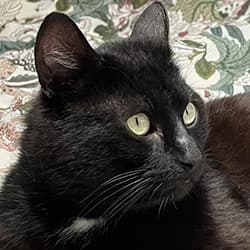 Remy, male Mixed Breed for adoption at Les Pachas, les pachas