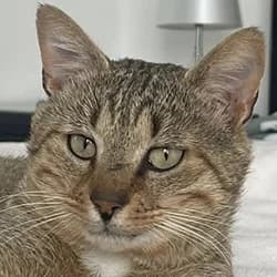 Macchiato, male Mixed Breed for adoption at Les Pachas, les pachas