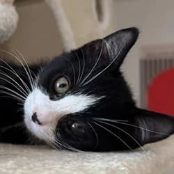 Dallas, male Mixed Breed for adoption at Les Pachas, les pachas