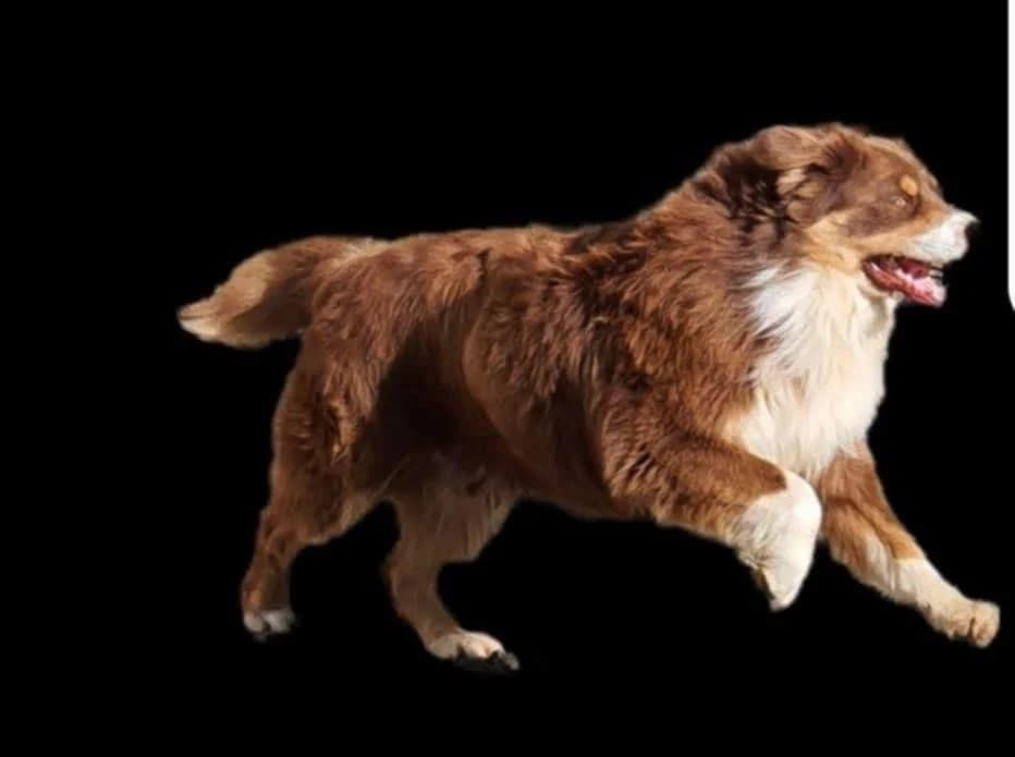 MAXOU, male 4yo Australian Shepherd for adoption at Les Ptits Coeurs, les ptits coeurs