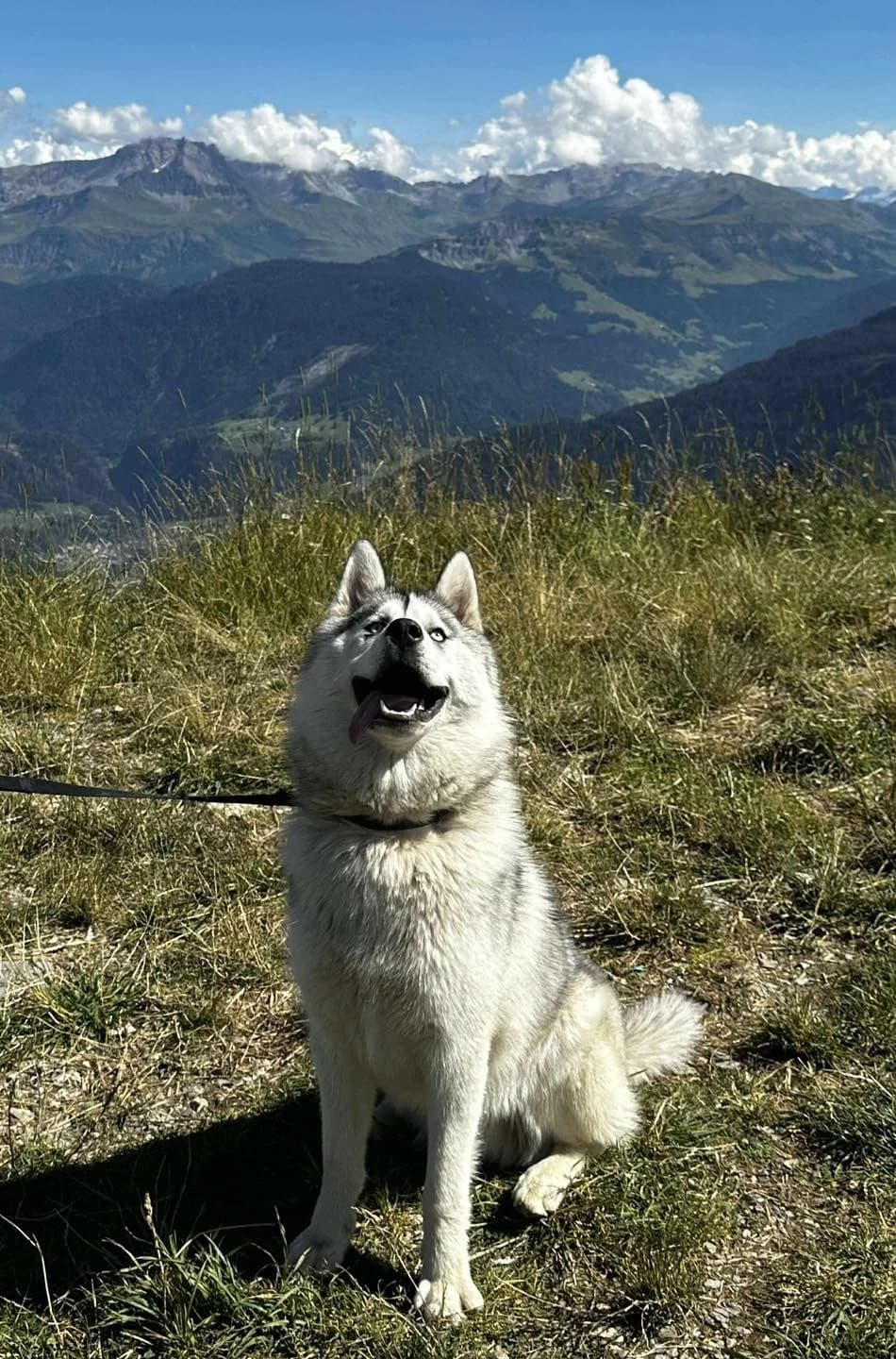 BALOU, male Husky for adoption at Les Ptits Coeurs, les ptits coeurs
