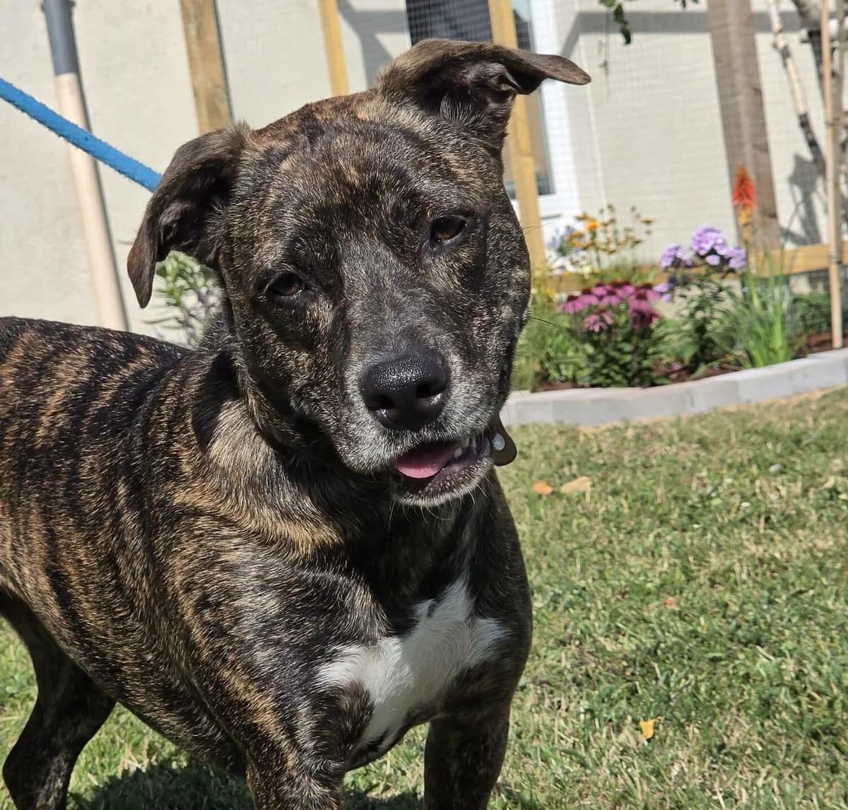 Aby, male Mixed Breed for adoption at Les Amis d