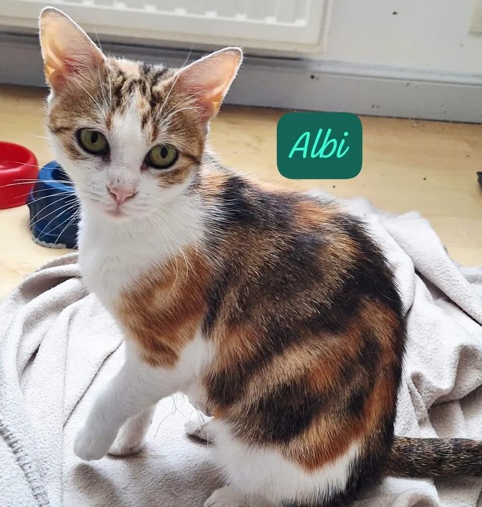 Alby, female Mixed Breed for adoption at Les Amis d