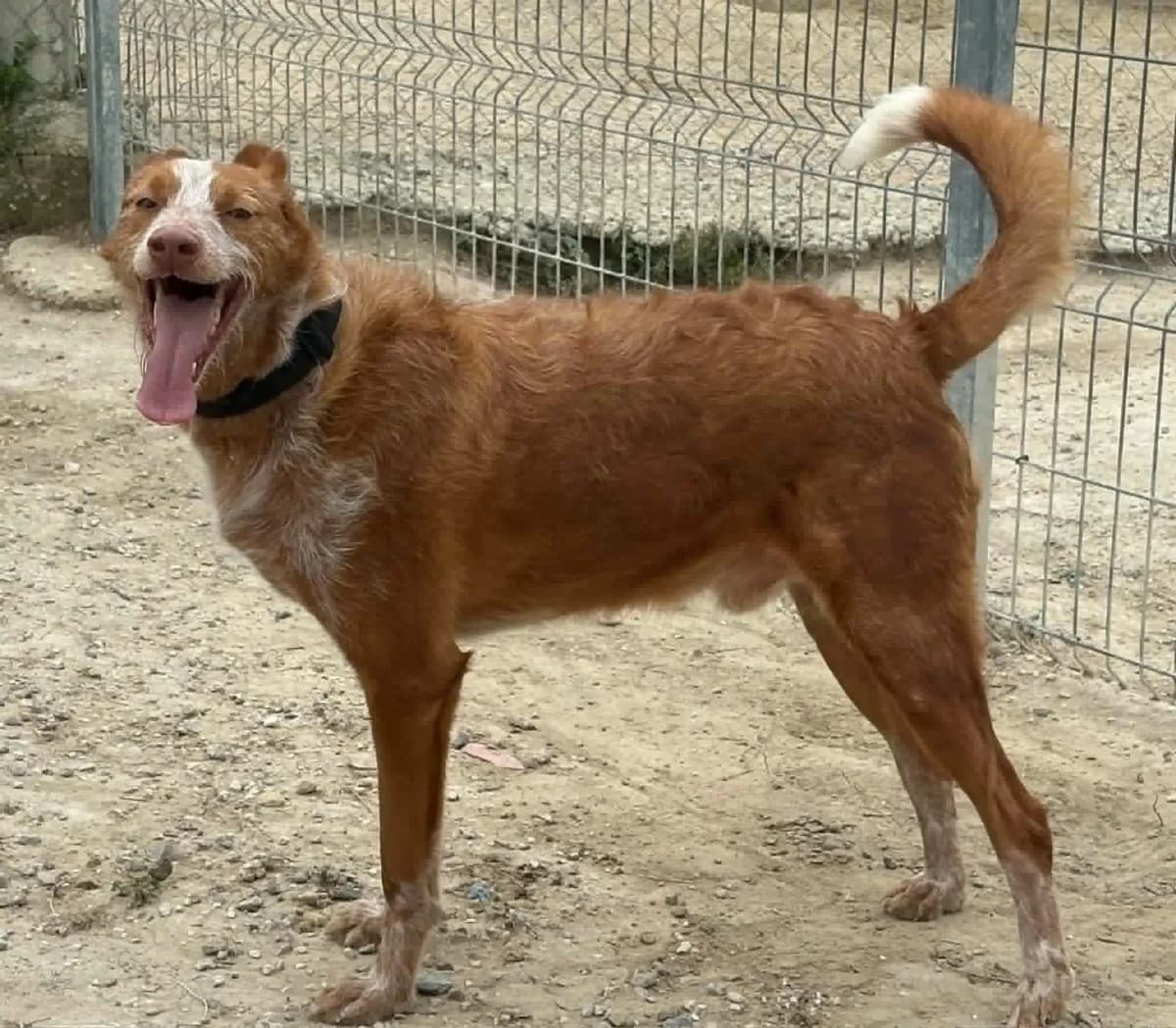 Alfonso, male 5yo Mixed Breed for adoption at Les Amis d