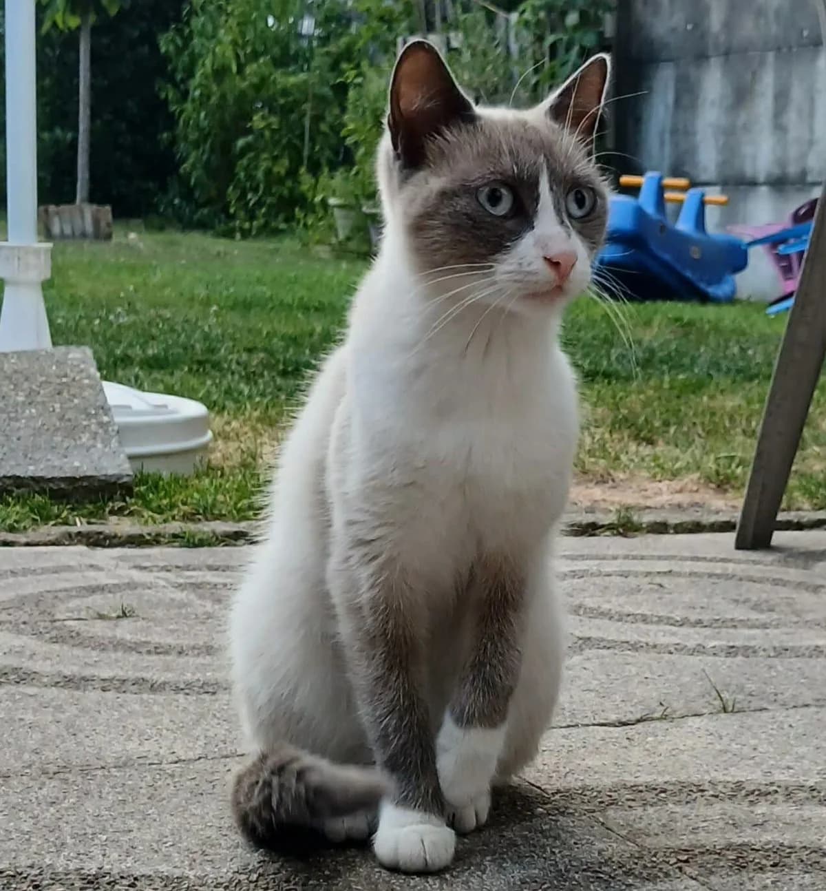 Amy, Mixed Breed (Les Amis d)