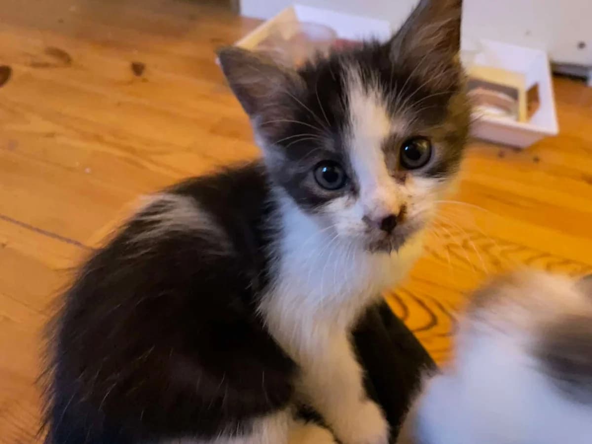 Baby Love, female puppy Mixed Breed for adoption at Les Amis d