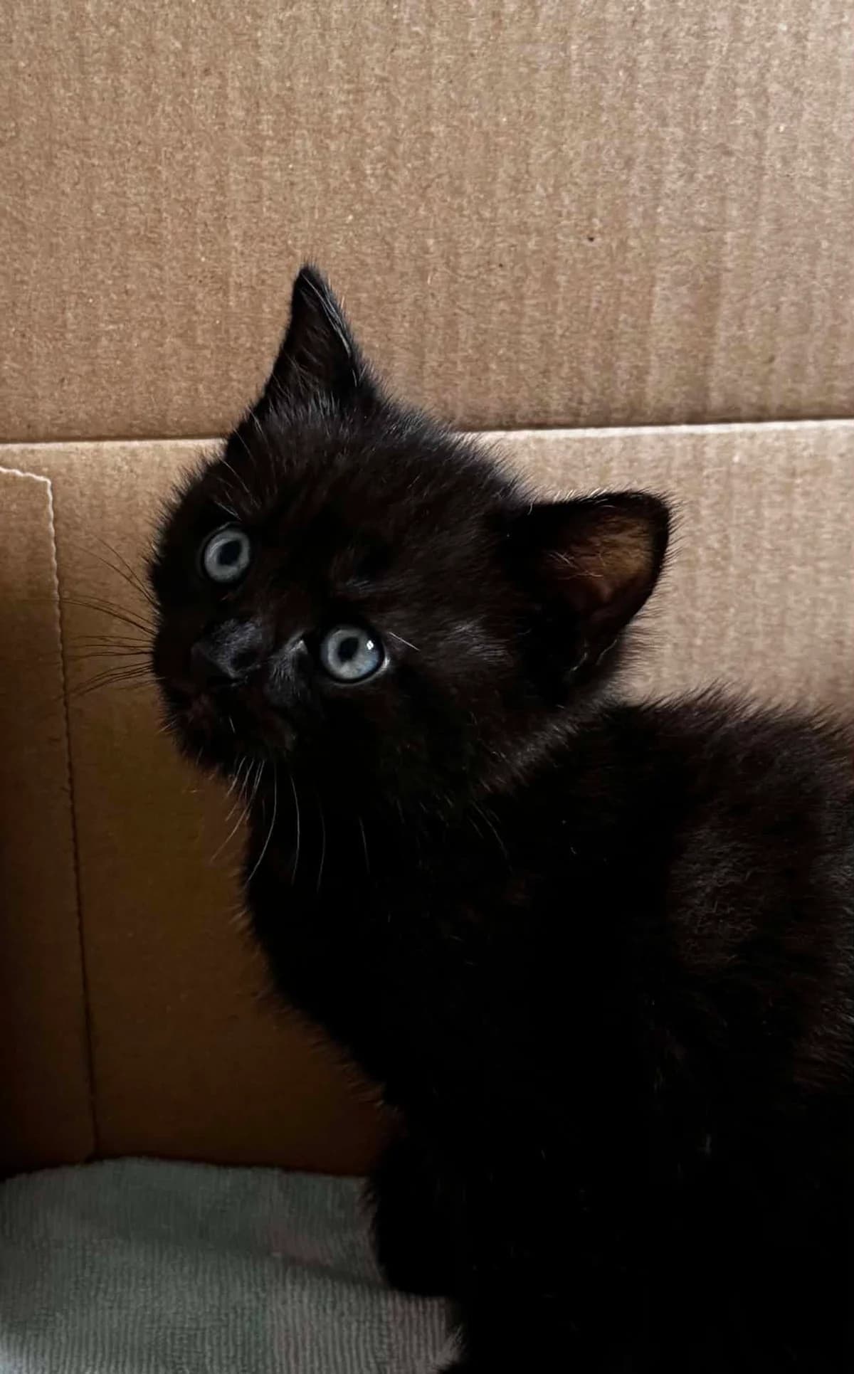 Baloo, Mixed Breed (Les Amis d)