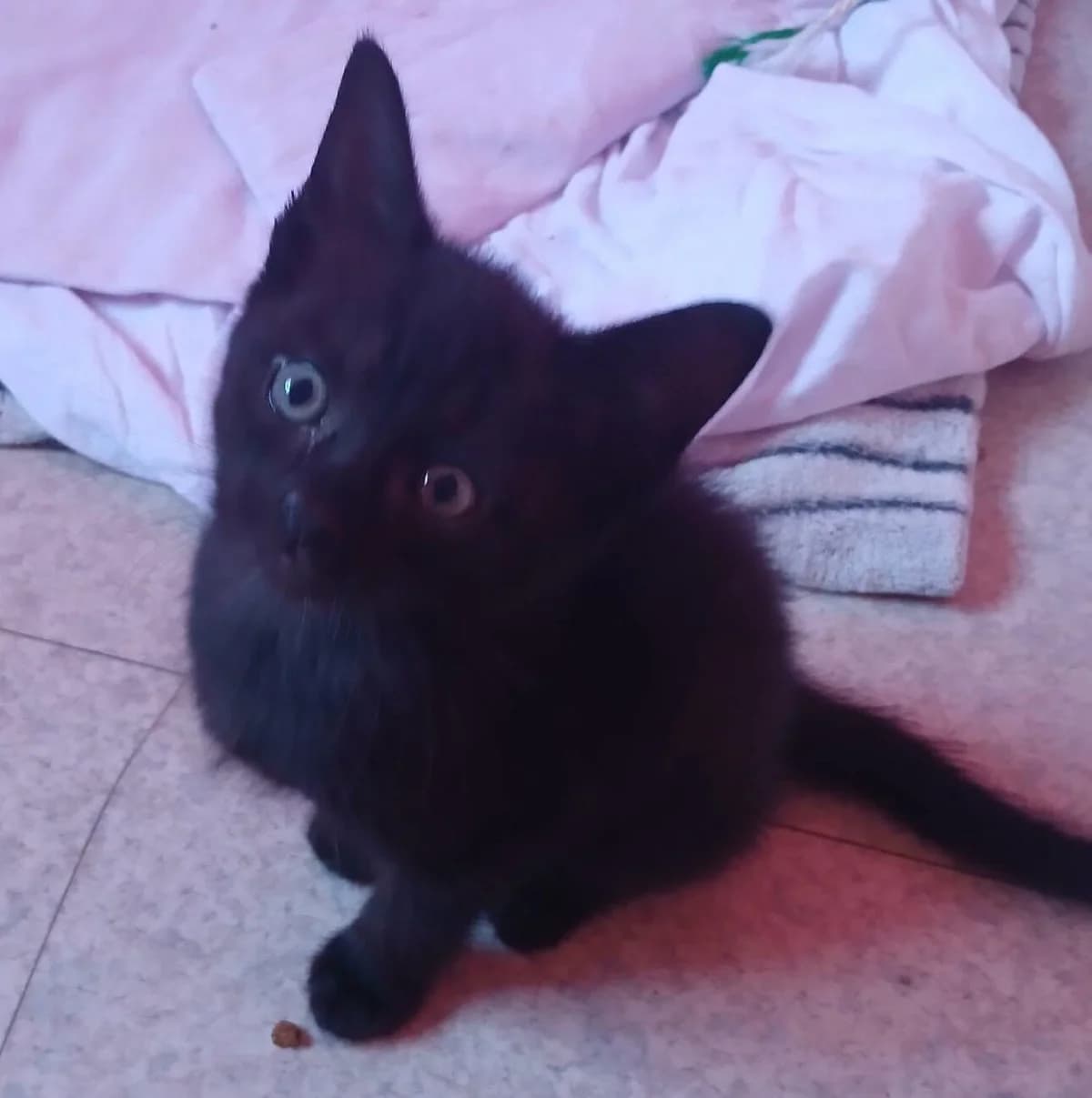 Banshee, female Mixed Breed for adoption at Les Amis d