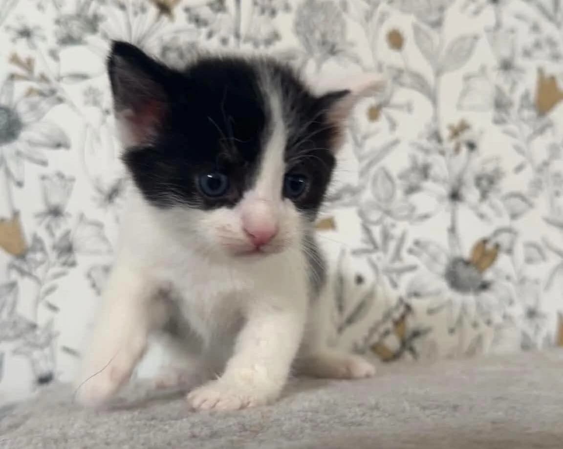 Basile, male Mixed Breed for adoption at Les Amis d