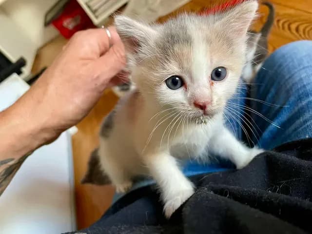 Bee, female Mixed Breed for adoption at Les Amis d