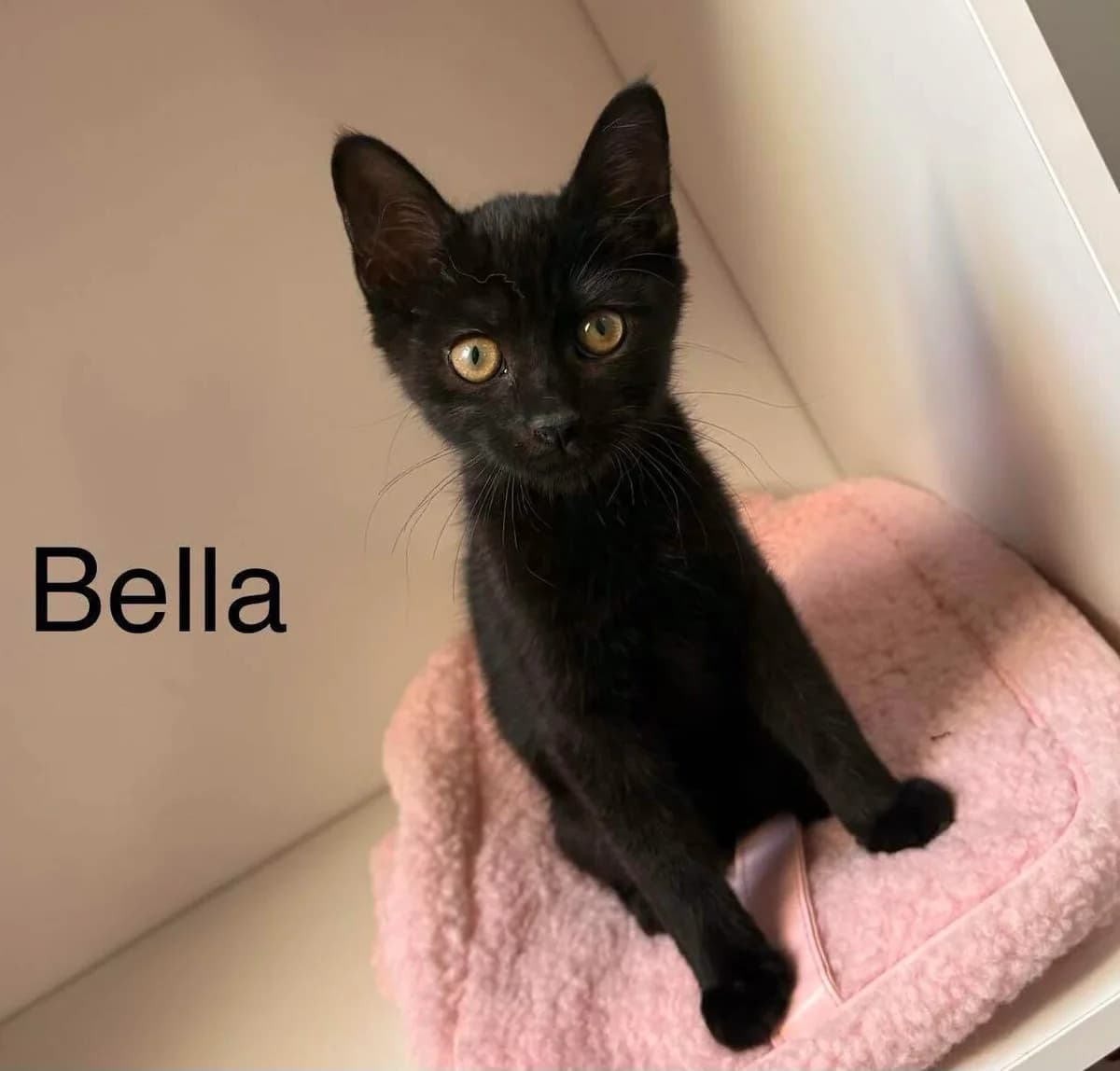 Bella, female Mixed Breed for adoption at Les Amis d