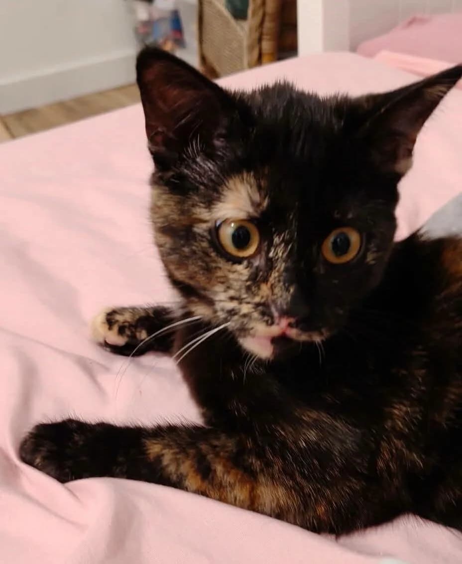 Bianca, female Mixed Breed for adoption at Les Amis d