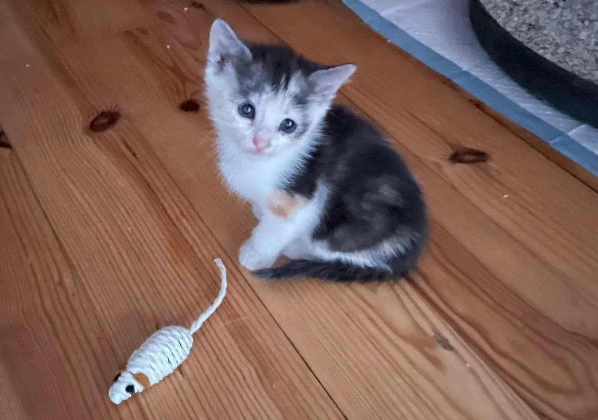 Birdy, female Mixed Breed for adoption at Les Amis d