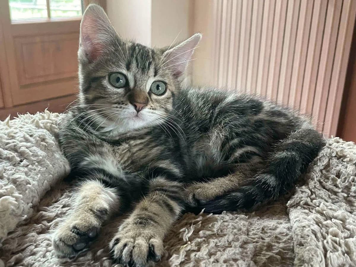 Blotched, female Mixed Breed for adoption at Les Amis d