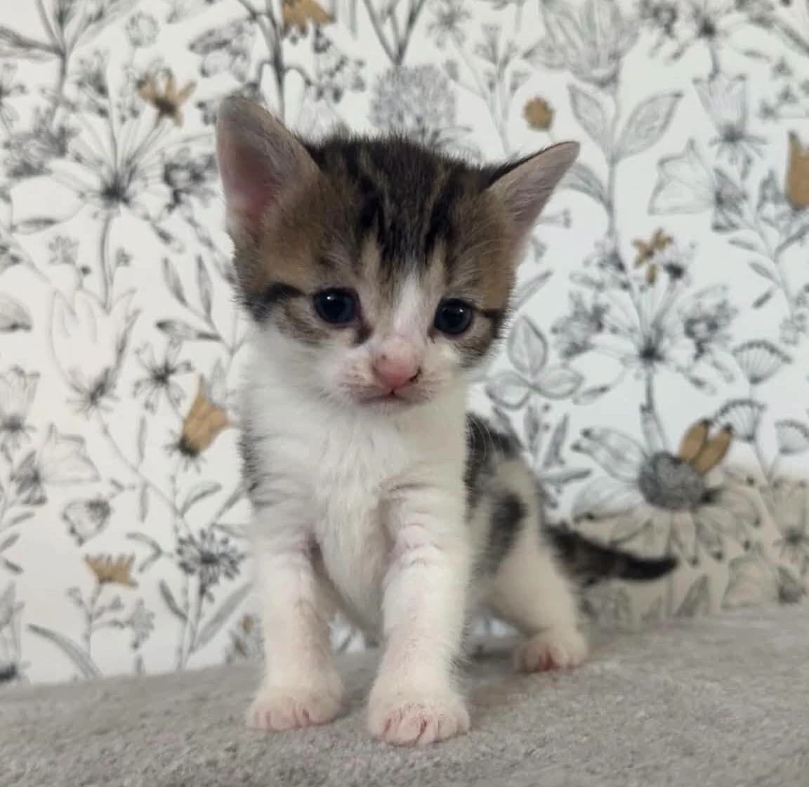 Bluey, male Mixed Breed for adoption at Les Amis d
