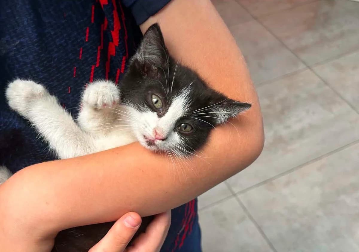 Câline, female Mixed Breed for adoption at Les Amis d