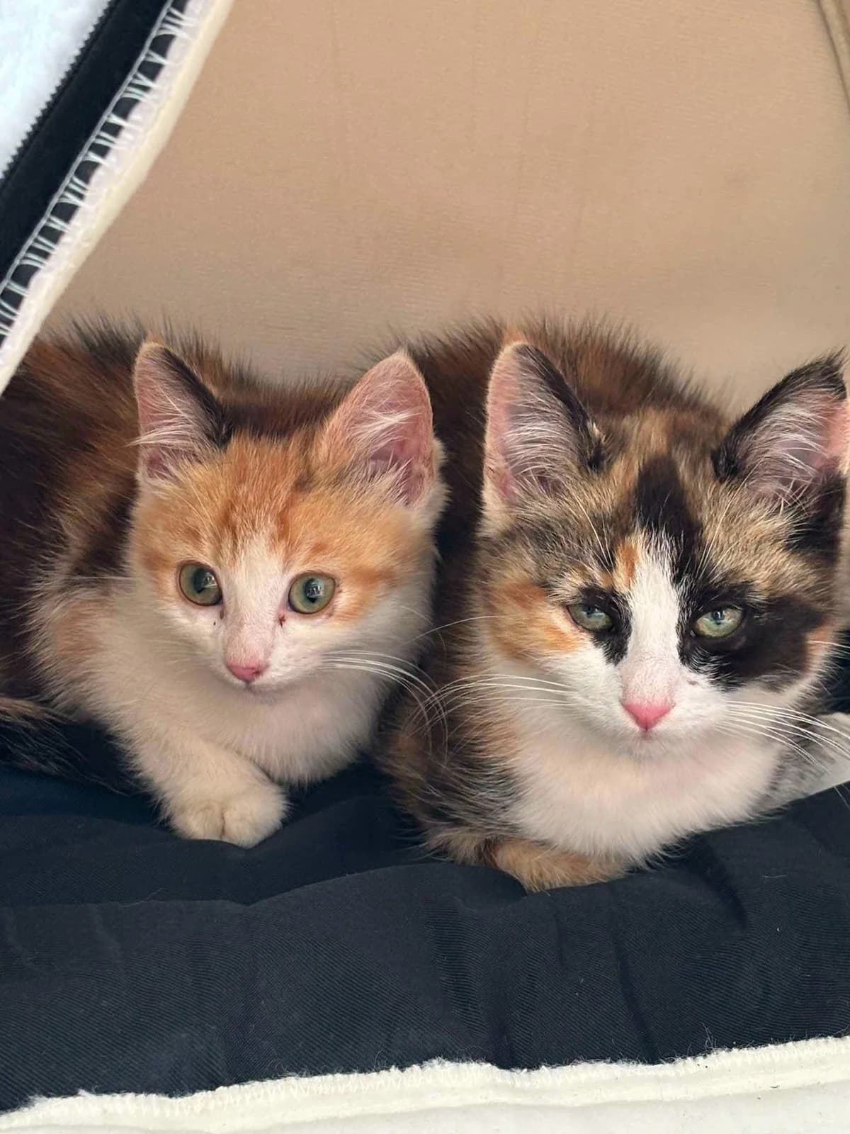 Calypso et Crème, female Mixed Breed for adoption at Les Amis d