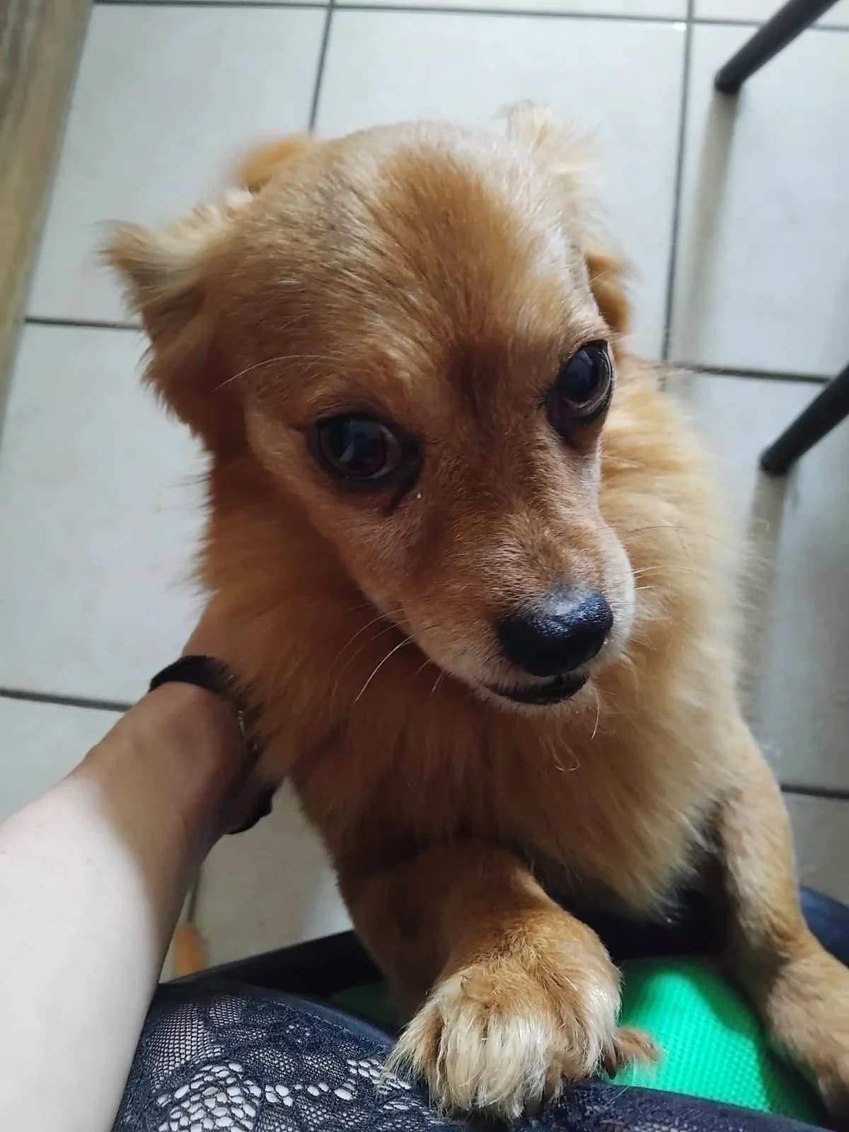Capucin, male Mixed Breed for adoption at Les Amis d