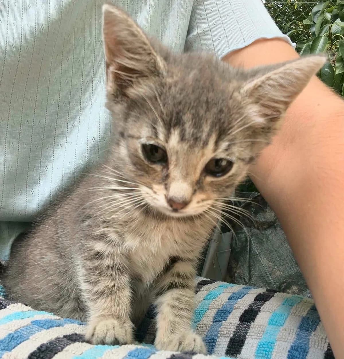 Chipie, female Mixed Breed for adoption at Les Amis d