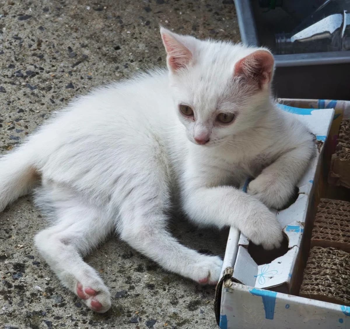 Diamant, male puppy Mixed Breed for adoption at Les Amis d