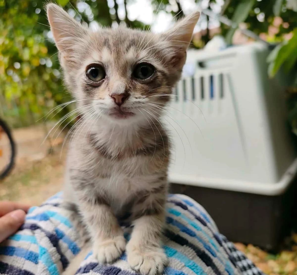 Feli, Mixed Breed (Les Amis d)